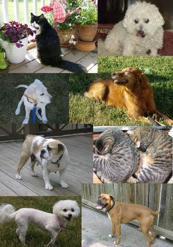 Pets1.jpg