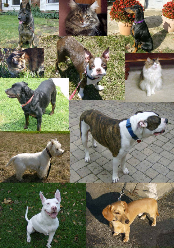 Pets2.jpg